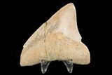 Serrated, Megalodon Tooth (Restored Root) - Indonesia #145252-1